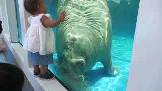 Walrus (TOBA AQUARIUM, Mie, Japan) July 17, 2022