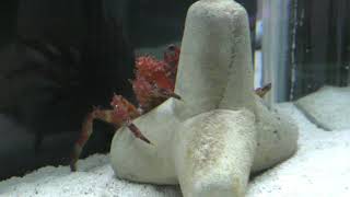 ノコギリガニ (エビとカニの水族館) 2018年12月26日