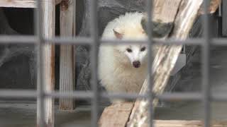 ホンドタヌキ の白変種『すぴつう』 (周南市徳山動物園) 2018年5月19日