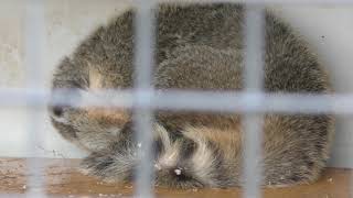 アカハナグマ (赤穂海浜公園 動物ふれあい村) 2019年2月16日