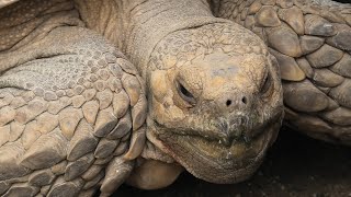 ケヅメリクガメ の『チヨ』 (東武動物公園) 2020年9月18日