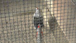 Golden Pheasant & Lady Amherst's Pheasant (Wakayama Park Zoo, Wakayama, Japan) December 24, 2018