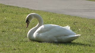 Mute Swan (Uminonakamichi Seaside Park, Fukuoka, Japan) April 24, 2019
