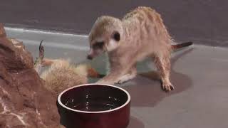 Meerkat (DMM Kariyushi Aquarium, Okinawa, Japan) July 29, 2023