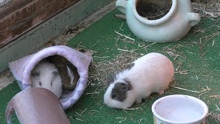 カイウサギ と モルモット (多摩動物公園) 2019年1月18日