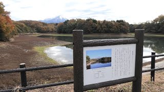 マガモ (鳥取県米子市) 2019年11月29日