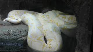Albino Reticulated python (IZoo, Shizuoka, Japan) March 17, 2018