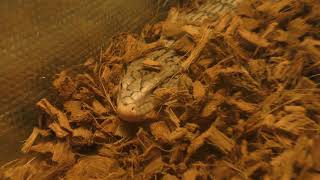 Indonesian blue-tongued skink (HIBIKI ANIMAL WORLD, Fukuoka, Japan) April 25, 2019