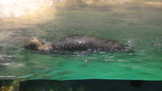 Sea otter (Aqua world Oarai, Ibaraki, Japan) October 21, 2017