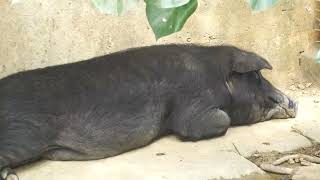 Pig (Okinawa Zoo & Museum, Okinawa, Japan) July 29, 2023