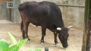 Cattle (Okinawa Zoo & Museum, Okinawa, Japan) July 29, 2023