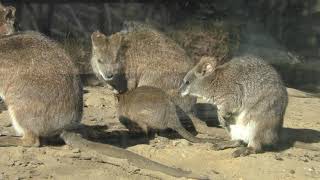 パルマワラビー (多摩動物公園) 2019年1月18日