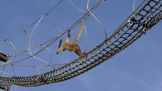 Geoffroy's spider monkey (KAMINE ZOO, Ibaraki, Japan) December 4, 2018