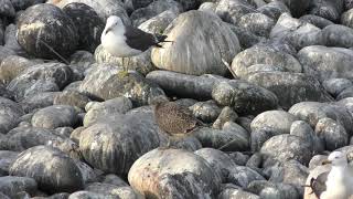 Slaty-backed gull (Teuri island, Hokkaido, Japan) June 22, 2019