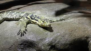 Common water monitor (KAMINE ZOO, Ibaraki, Japan) December 4, 2018