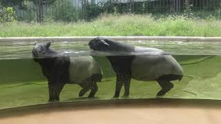 Asian tapir (Tama Zoological Park, Tokyo, Japan) September 9, 2018