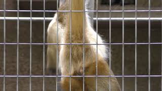 Geoffroy's spider monkey (Ueno Zoological Gardens, Tokyo, Japan) July 21, 2018