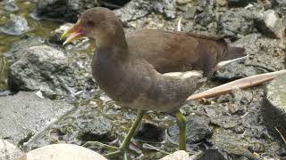 Common Moorhen Bird (KOBE ANIMAL KINGDOM, Hyogo, Japan) October 21, 2022