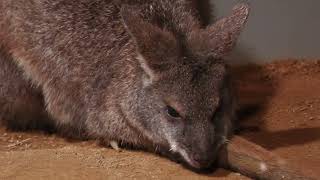 Parma wallaby (átoa, Hyogo, Japan) October 21, 2022