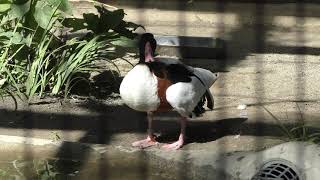 Common Shelduck & Black-faced spoonbill (Inokashira Park Zoo, Tokyo, Japan) September 9, 2018