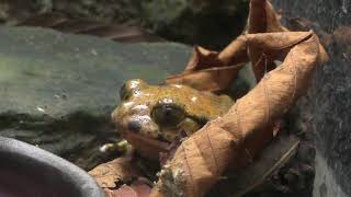 False tomato frog (SENDAI UMINO-MORI AQUARIUM, Miyagi, Japan) January 20, 2018