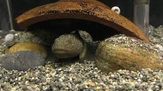 ヌマチチブ (東山動植物園) 2019年1月22日