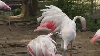 ヨーロッパフラミンゴ (大崎公園 子供動物園) 2018年7月21日