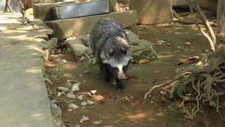 ホンドタヌキ (桐生が岡動物園) 2017年10月9日