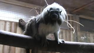 Cotton-head tamarin (KOBE ANIMAL KINGDOM, Hyogo, Japan) March 29, 2021