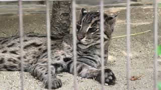 スナドリネコ (東山動植物園) 2021年7月22日