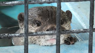 コツメカワウソ の『まっちゃ』と『ふう』 (東武動物公園) 2020年9月18日