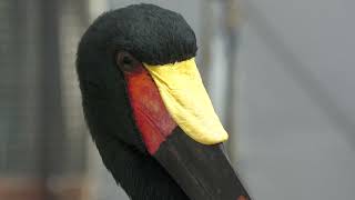 Saddle-billed Stork (Kakegawa Kachouen, Shizuoka, Japan) July 30, 2022