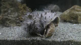イガグリホンヤドカリ と イガグリガイウミヒドラ (竹島水族館) 2019年1月23日