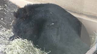Himalayan black bear (Sapporo Maruyama Zoo, Hokkaido, Japan) February 12, 2018