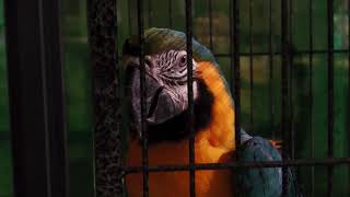 Blue-and-yellow Macaw (DMM Kariyushi Aquarium, Okinawa, Japan) July 29, 2023