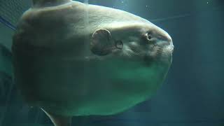 特設水槽 の マンボウ (海遊館) 2021年10月1日
