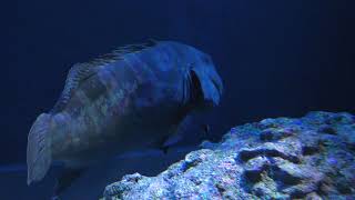 クエの体を掃除をするホンソメワケベラ (名古屋港水族館) 2017年11月18日