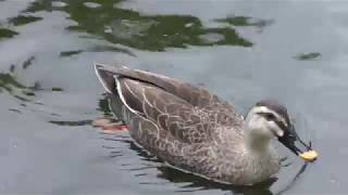 Spot-billed duck (YokohamaHakkeijima Seaparadise, Kanagawa, Japan) April 14, 2018