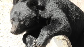 ツキノワグマ の『ワタル』と『ハナ』 (浜松市動物園) 2021年7月25日