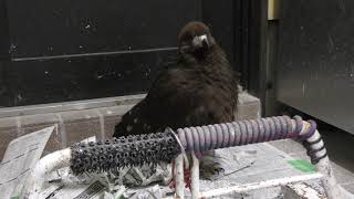 Mountain Caracara Bird (Torinoiru cafe Main shop Yanaka, Tokyo, Japan) December 11, 2018
