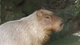 Capybara (Rakujuen, Shizuoka, Japan) July 31, 2022
