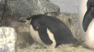 雛を暖めるヒゲペンギン (名古屋港水族館) 2017年11月18日