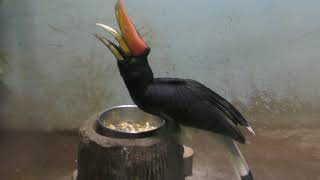 Rhinoceros hornbill (Shizuoka Municipal Nihondaira Zoo, Shizuoka, Japan) August 5, 2018