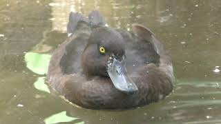 Tufted duck (Inokashira Park Zoo, Tokyo, Japan) September 9, 2018