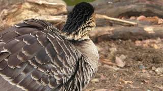 ハワイガン (埼玉県こども動物自然公園) 2018年2月3日
