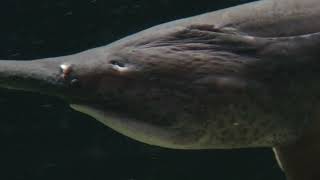 American paddlefish (Suma Aqualife Park, Hyogo, Japan) May 31, 2023
