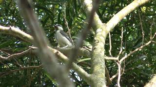 シジュウカラ？ (沖縄県国頭村) 2019年5月11日