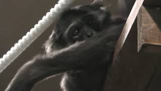 テナガザル の『タロウ』 (札幌市 円山動物園) 2019年6月13日