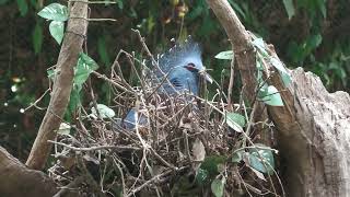 Victoria crowned-pigeon (KOBE ANIMAL KINGDOM, Hyogo, Japan) July 14, 2023
