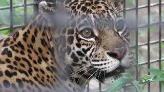 Jaguar (Okinawa Zoo & Museum, Okinawa, Japan) July 29, 2023